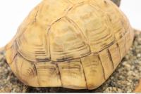 tortoise shell 0027